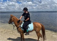 (VIC) JAZZ - RIDING POBY X WELSH MARE