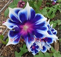 100+Seeds Picotee Blue Morning Glory