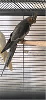 Female-Baby Cockatiel-2.5 months, banded
