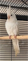 Female-Albino Cockatiel-1 year old