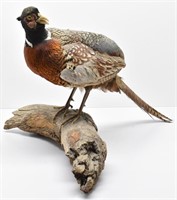 Ring-necked Pheasant on Log Taxidermy