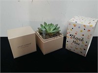 Lulu's Garden live succulent plant in a box
