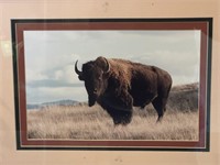 Gerry J Lamar American Bison Framed Photograph