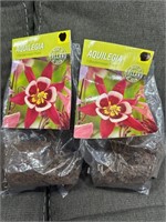 Lot of 2 AQUILEGIA 1 Biedermeier Plant