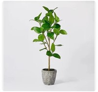 36in Banyan Tree Potted NEW from Target