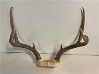White Tail Deer 3 Point Rack Antlers 16in Span