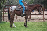 Rasco Appaloosa Gelding