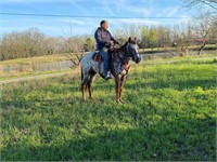 Daisy Appaloosa Mare