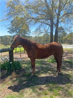 13yro Sorrel Gelding