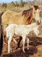 Buckskin Mare & Filly Baby