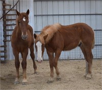 Draft Stud Colt