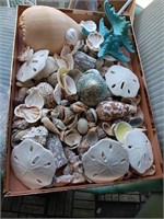 Box of shells, starfish sand dollars and more.
