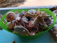 Green basket of shells, starfish sand dollars and