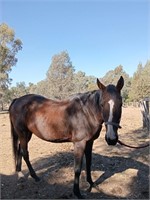 (VIC) CHRISTY - THOROUGHBRED MARE