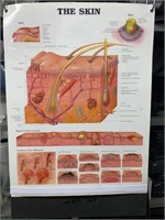anatomical Illustration The Skin 20x26 inch