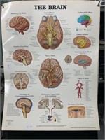 anatomical Illustration The brain 20x26 inch