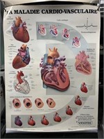 anatomical Illustration The heart 20x26 inch