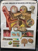 anatomical Illustration The Ear 20x26 inch