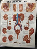 anatomical Illustration The Urinary 20x26 inch