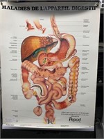 anatomical Illustration The digestif 20x26 inch