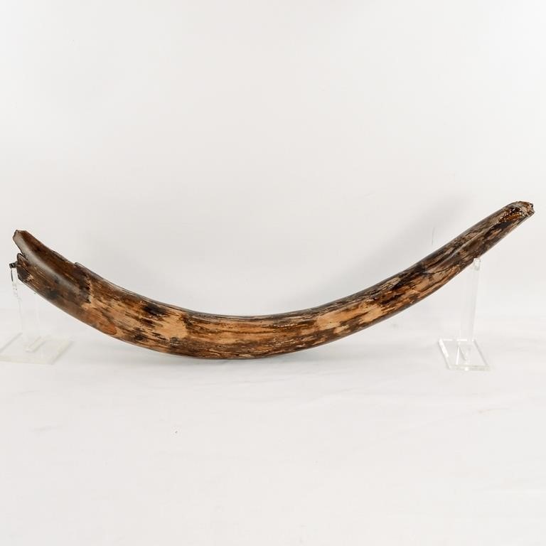 Large Mammoth Tusk With Import Docs