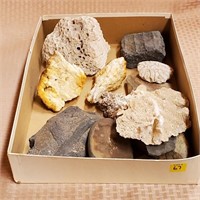 Tray Lot of Assorted Minerals, Fossils, Coral