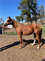 (NSW) MISS MOLLY - QH MARE