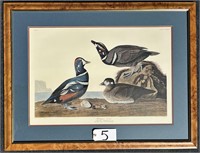20x30 Audubon Harvell Harlequin Duck Print
