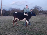 4-H Holstein Steer