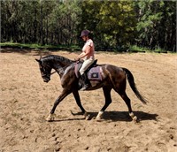 (NSW) WILSON - WARMBLOOD GELDING