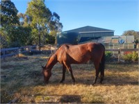 (VIC) COWBOY - THOROUGHBRED GELDING