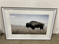 American Bison Framed Print