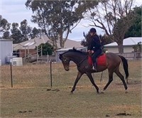 (VIC) GEE GEE - THOROUGHBRED MARE