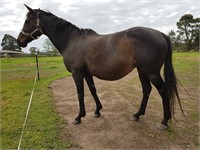 (VIC) SHELLEY - THOROUGHBRED MARE