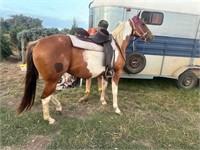 (VIC) THIS CATS COLOURED - PAINT MARE
