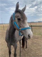 (VIC) LUCY - QH X STOCK HORSE FILLY