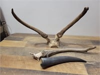 Horns  & Antlers