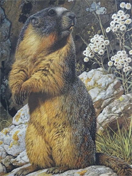 Fine Art and Collectibles Nature and Wildlife Online Auction