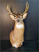 Large Taxidermy 8 Point White Tailed Deer Mount