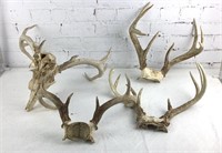 Misc Lot of Antlers