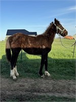 REBA BELGIN / STANDARDBRED CROSS FILLY WILL 1 IN S