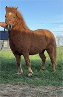 SNICKERS LOCAL MEMNONITE PONY 7 YEAR OLD GELDING B