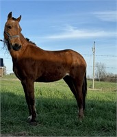 MUFFIN 12 YEAR OLD HACKNEY MARE SHE IS SUPER BROKE