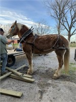 BABE 16 YEAR OLD BELGIN MARE SHE WILL RIDE AND DRI