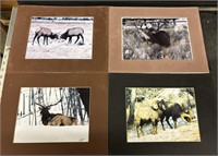 4 Sandy Larson Signed Matted Prints Ram Elk