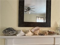 Sea shell and Coral collection