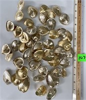 Heart Cockle Sea Shell Cardium Cardissa Gold