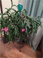 Metal plant stand w Christmas cactus