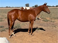 (VIC) CHARLIE - QH FILLY