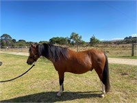 (VIC) BUDDY - WELSH GELDING